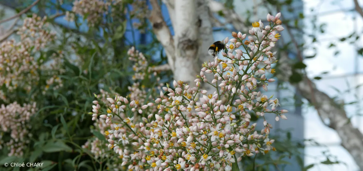 bombus