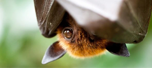 Une chauve-souris suspendue la tête en bas et se couvrant le visage avec ses ailes